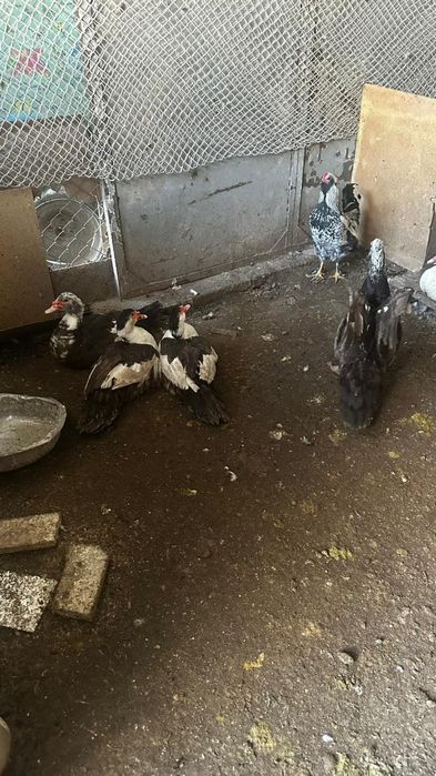 Продаём Индоуток