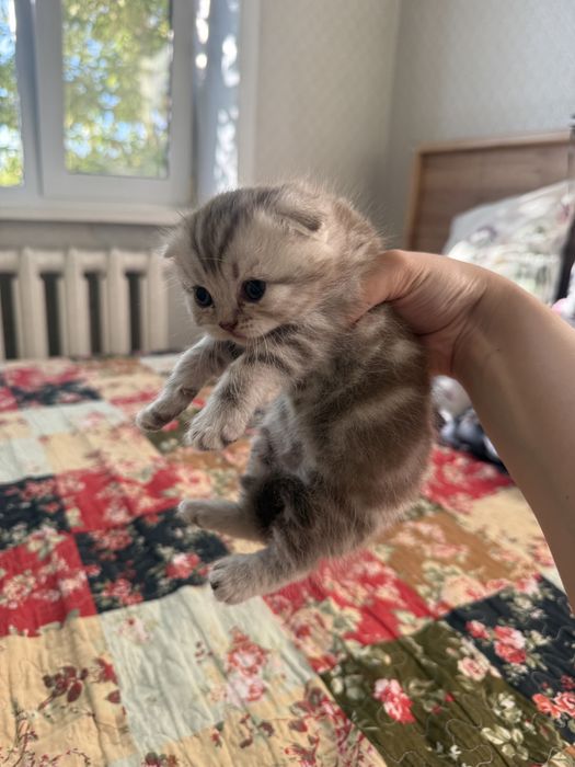 Продам шотландских котят
