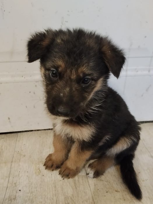 Щенки в продаже.