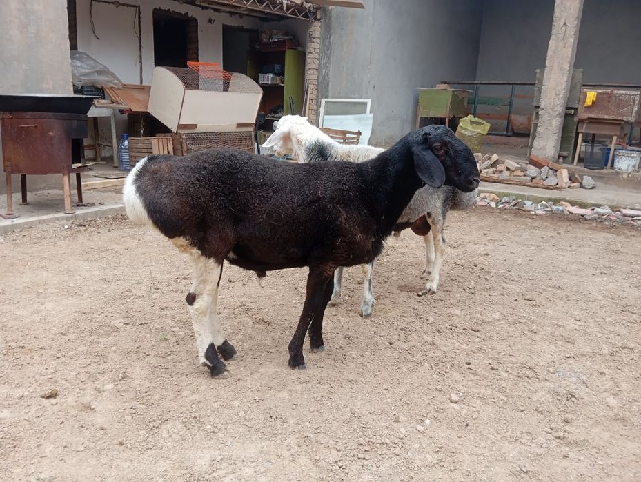 Qochqor sotiladi
