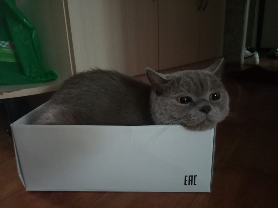 Отдам кота британца