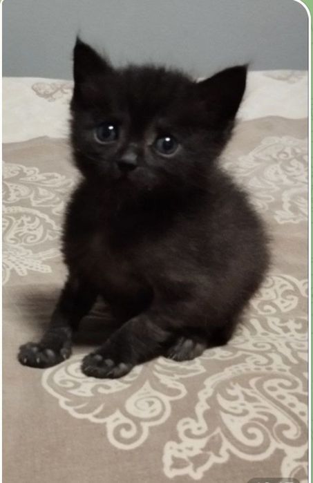 Продаются котята