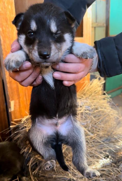 Мальчики и девочки