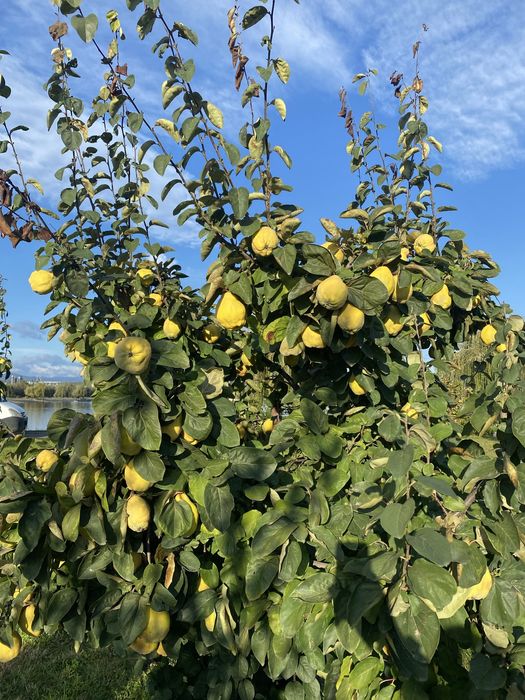 Toaletare pomii fructiferi