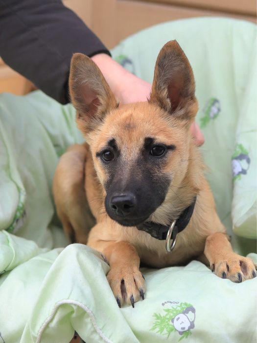 Щенята-задорные собачата