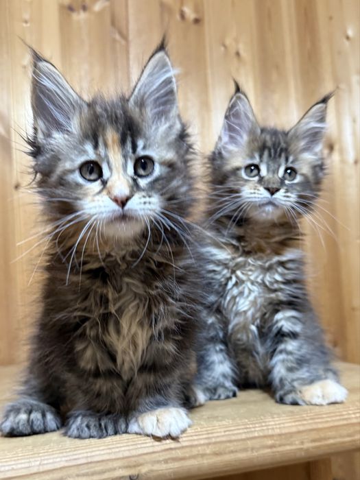 Роскошные котята мейнкуны