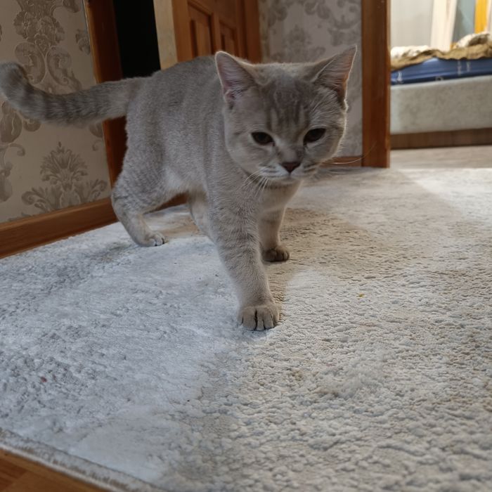 Кошечка британец кремовая