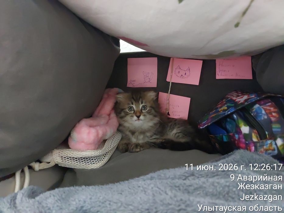 Продам вислоухую красивую девочку