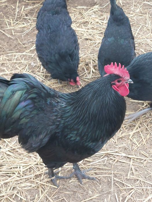 Oua incubat Australorp negru