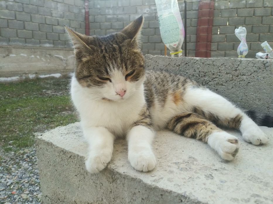 Отдам кошку в добрые руки