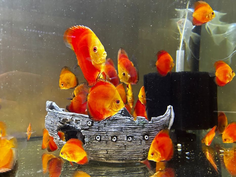 Pesti discus de vanzare