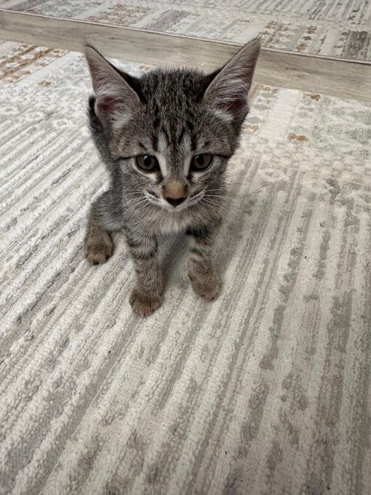 Отдам в добрые руки котенка