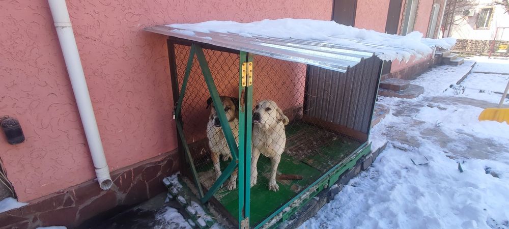 Вольер для собак