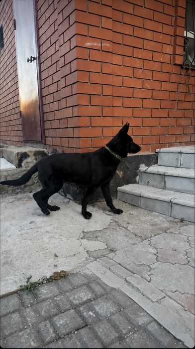 Немеский овчарка