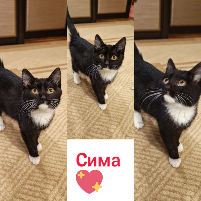 Сима - 4 месяца.