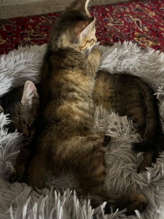 Маленькие кошки