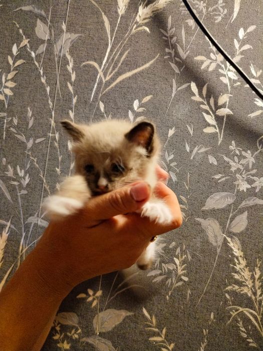 Котёнок в хорошие руки