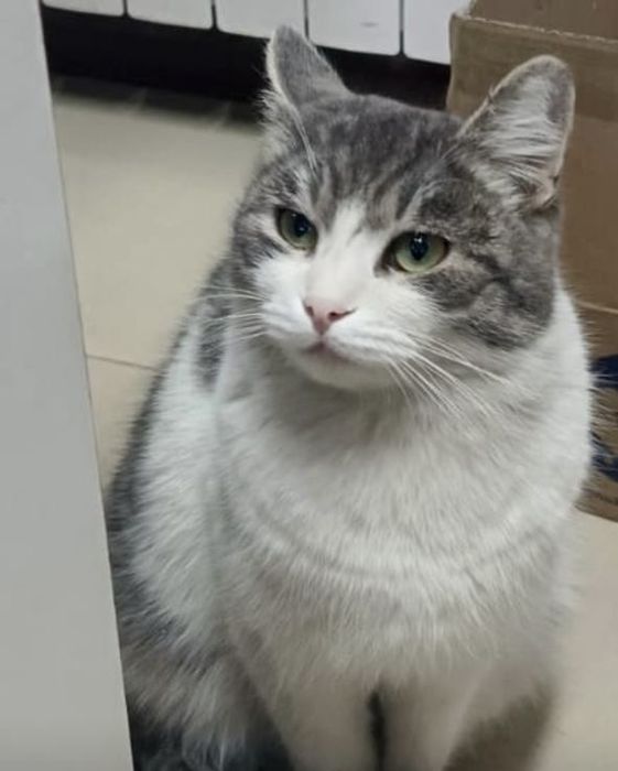 Ищу хозяев для Мурзика, кот, кастрирован!