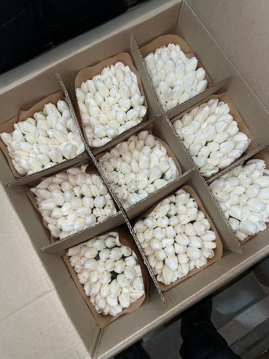 Тюльпаны в наличии