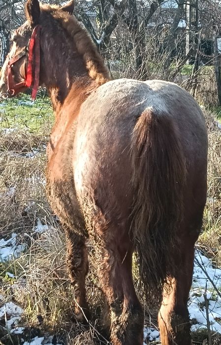 Vand mânz din cai grei