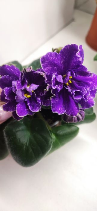 Фиалки сортовые ,цветущие