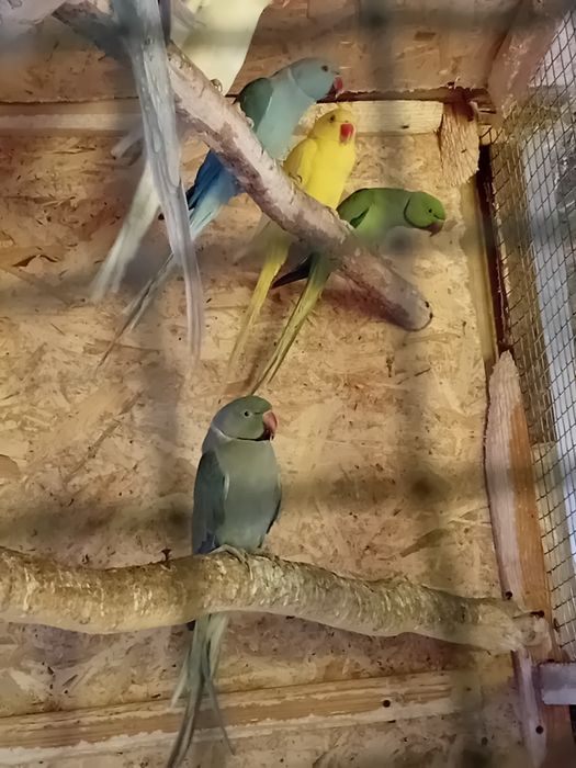 Vând micul Alexandru maturi gata de cuib .