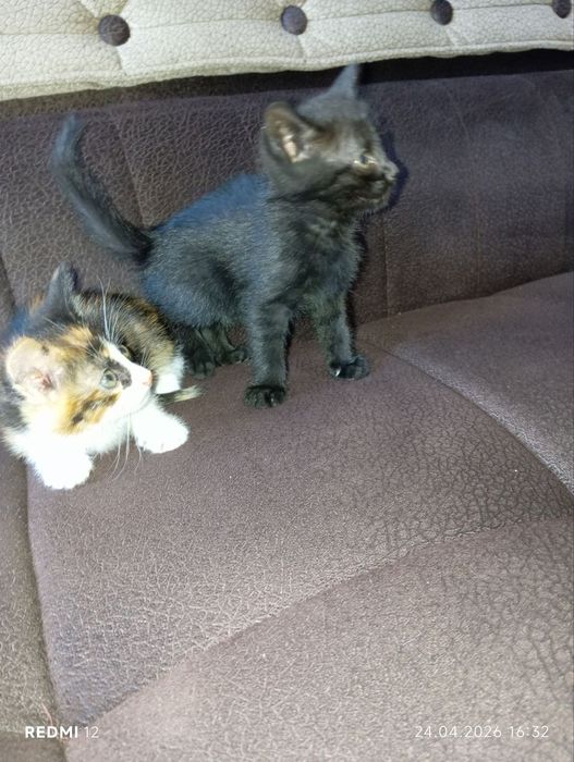 Zottor mushuk bolalari