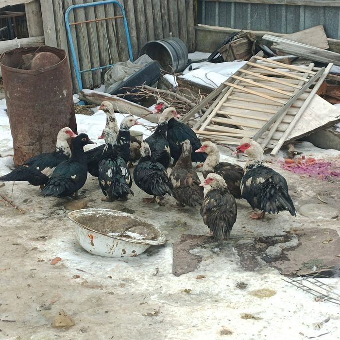 Продам молодых индоуток