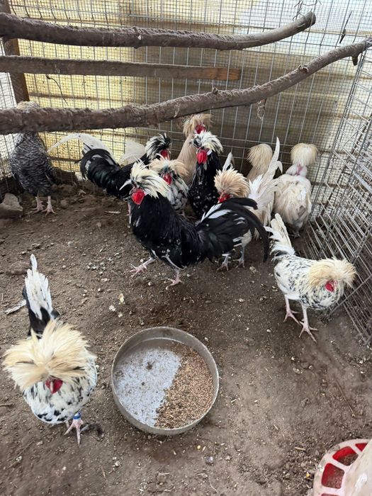 Vand oua motata olandeza