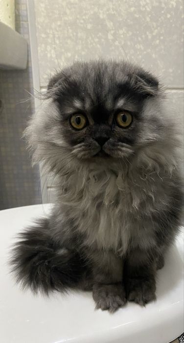 продаеться мальчик выслоухий,приучен лоток,10 января будет эму 3 месяц