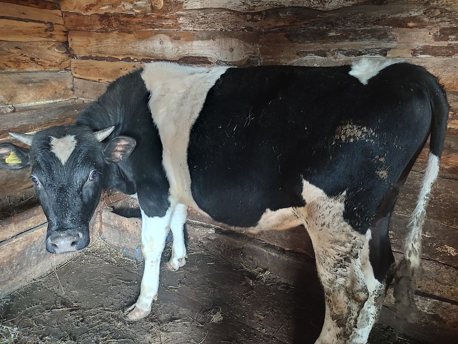 Бычки откормленные