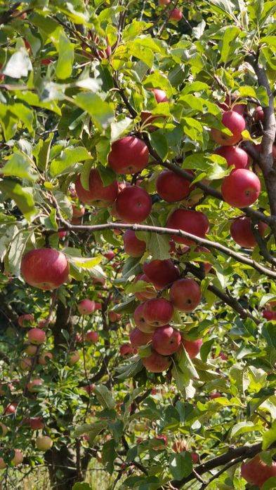 Mere pentru suc, consum, industrie,sucuri naturale