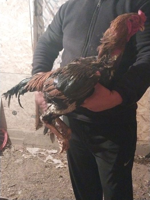 Дакан туляк 2 года не болеет