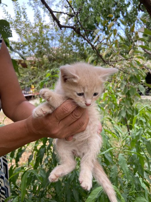 Котик в добрые руки