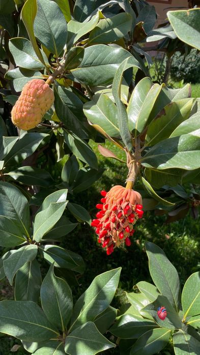 Magnolia grandfloria