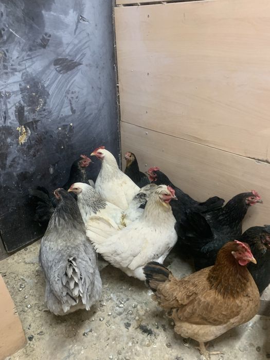 Домашний куры продам