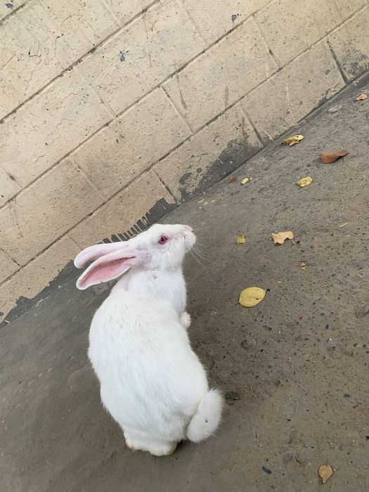 Hikol quyon sotiladi