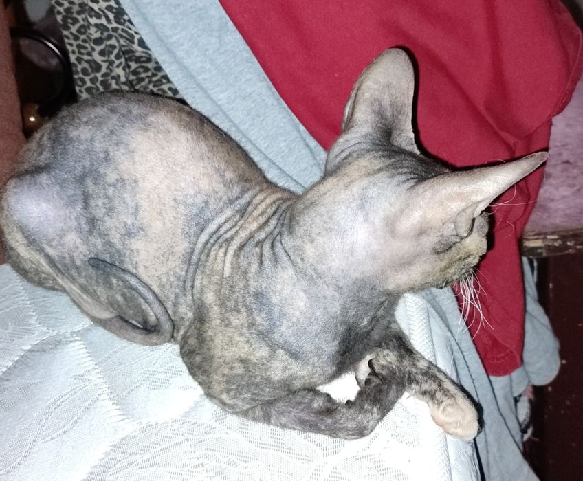 Продам кошечку донского сфинкса