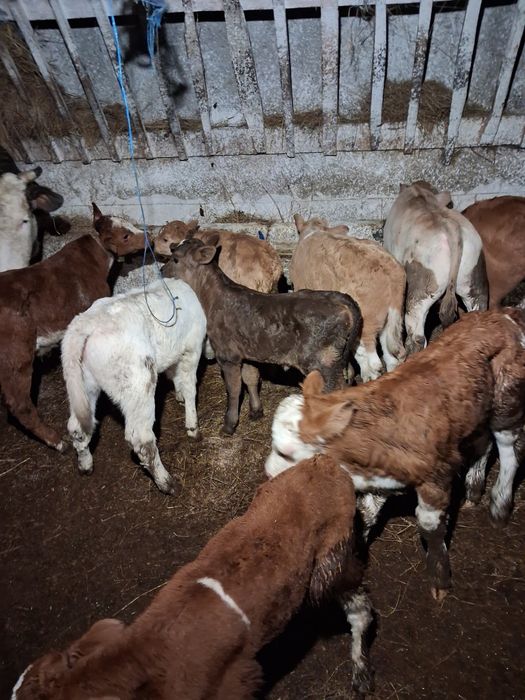 Vând tauras baltat și belgieni