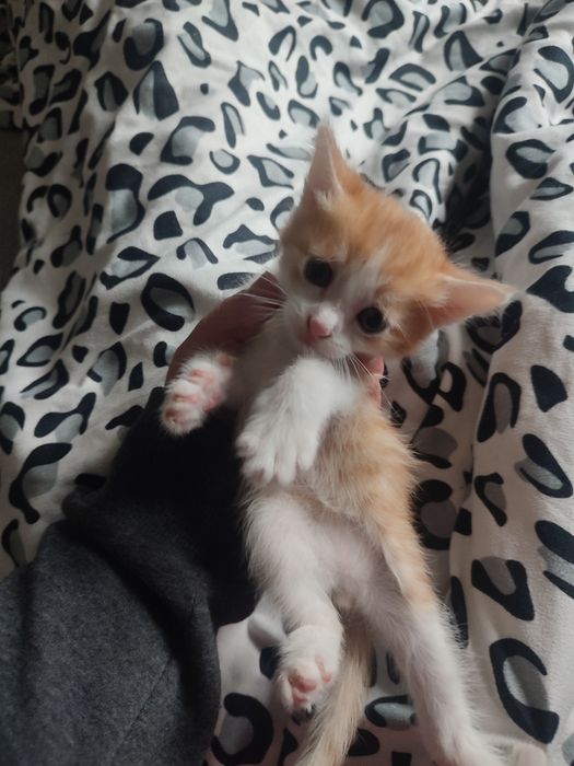 Отдам котят в хорошие руки