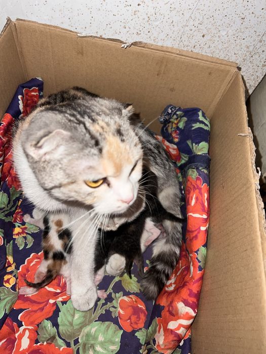 Scotish fold 5ta bolasiyam