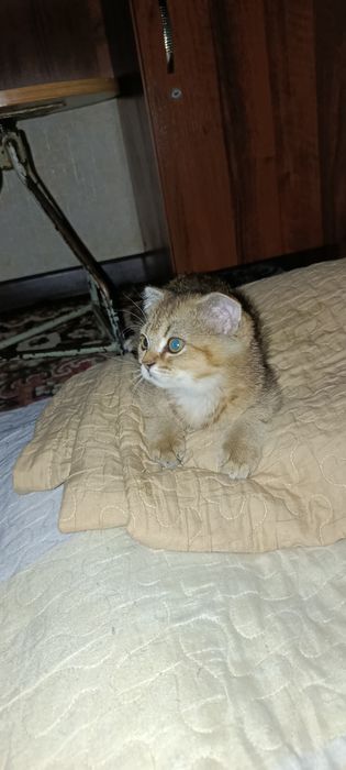 Сотилади шотландский вислоухи