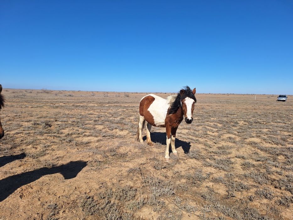 Бир уйир жылкы сатылады
