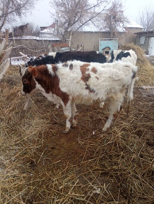 Буаз сиырлар сатылады екі бұха сатылады