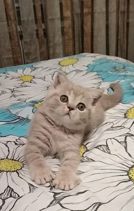 Шоу класс! Девочка.