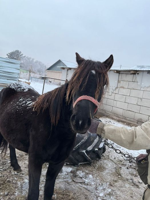 Продам кобылу обученую