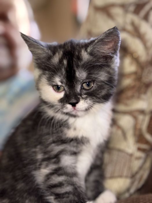 Отдам котят в добрые руки ДЕВОЧКИ