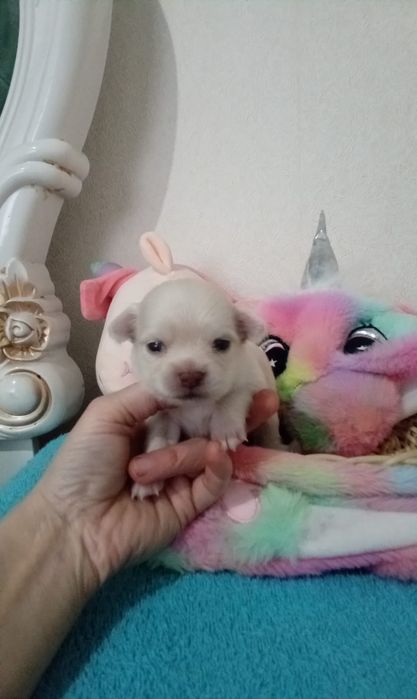 Готовы к брони малыши Чихуахуа