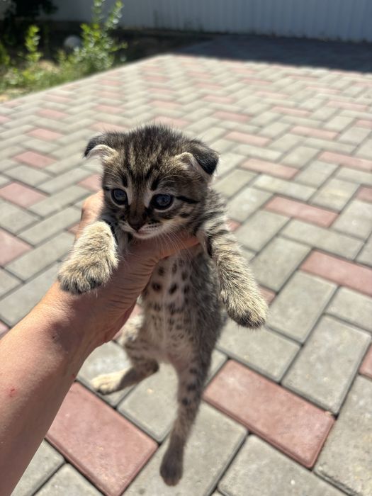 Котята бесплатно