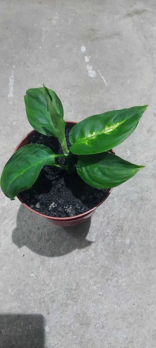 Plante de camera, pret 20 lei buc